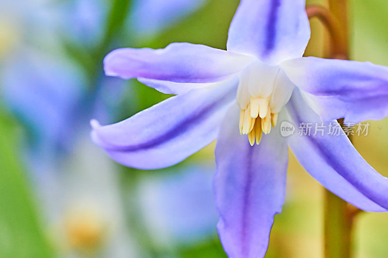 Chionodoxa luciliae